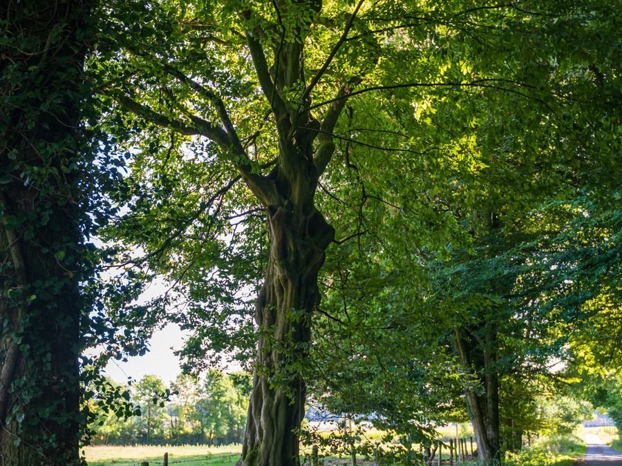 Arbres d'alignement le long d'une rue commerçante